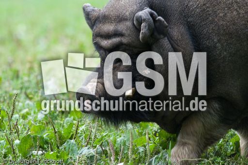 Hängebauchschwein (35 von 37).jpg
